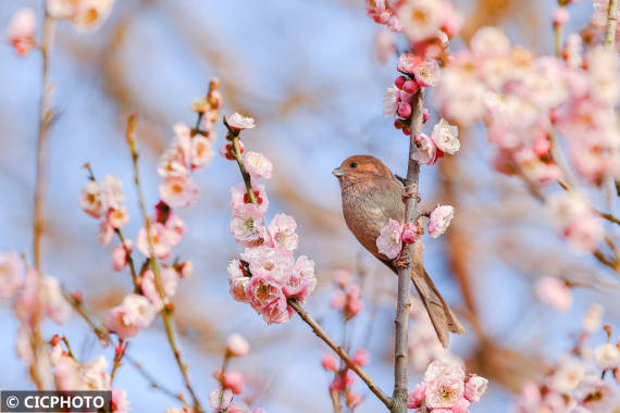 楠竹林|梅花盛开春意浓