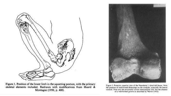科普知识｜为什么蹲着才是最好的办公姿势？