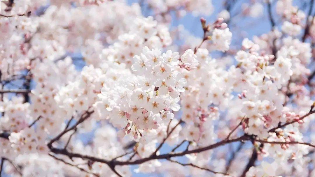 春天来临，春季三月份开花植物你知道吗？