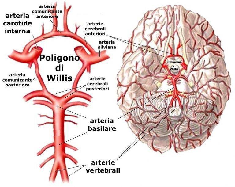 4条动脉进入颅内后形成一个动脉环,称willis环,大脑是人体血液循环
