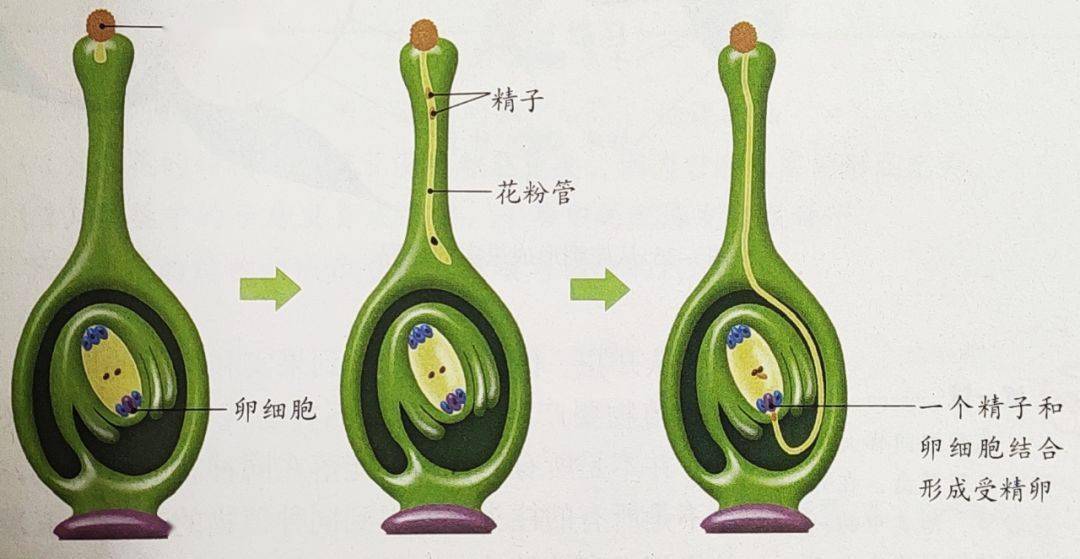 人工异花传粉图片