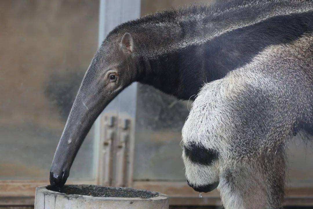 大食蚁兽属于哺乳纲,食蚁兽科,是食蚁兽中最大的动物,头体长1000-1200