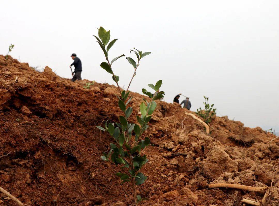 桐木镇:种油茶树兴山富民_种植_村民_山岭
