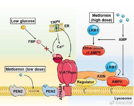 作用|我国科学家破解二甲双胍靶点