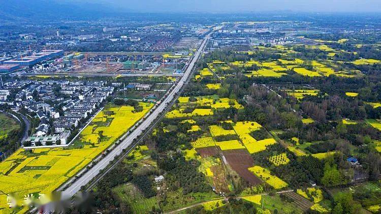 天马镇|又见花开都江堰 | 打卡菜花宝藏地图，尽享春日美好！