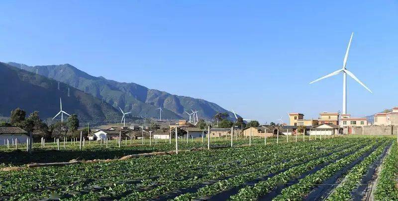 四川凉山草莓基地图片