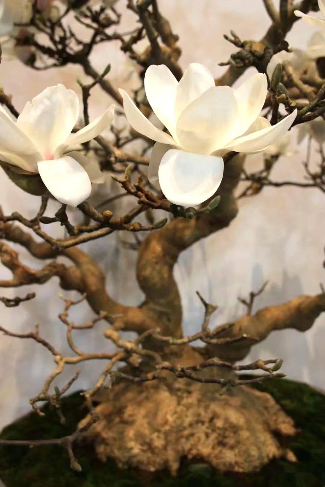 女郎花 紫玉兰 种植 木兰 女郎花 紫玉兰 种植 木兰
