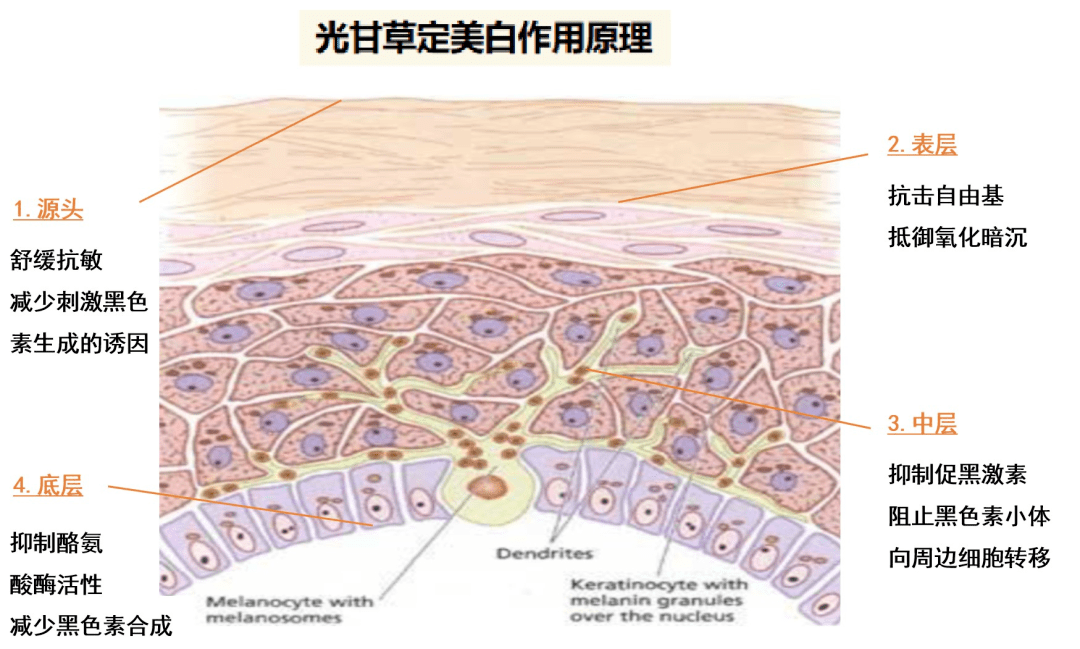 优惠40岁离婚靠一张照片封神，她的神颜藏不住了