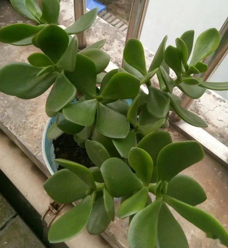 玉树,想要看到"花开",该从这3个方面下手做好日常打理_植株_枝叶_开花