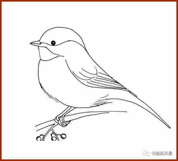 鸟类绘画简单图片图片