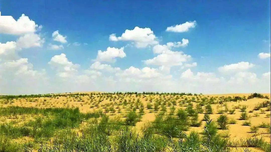 公益61植树2022植树节我在沙漠种一棵梭梭拯救阿拉善10㎡荒漠