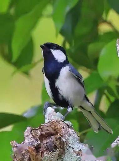 可爱的苍背山雀