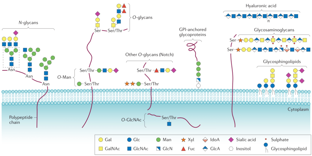 蛋白质糖基化修饰主要分为4种:n-糖基化(n-linked glycosylation),o