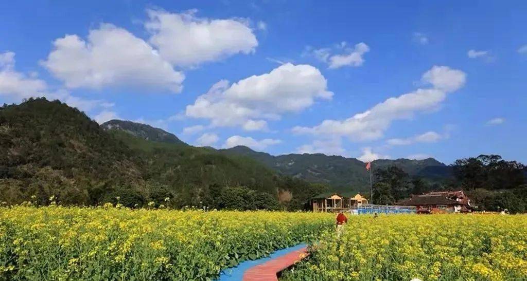 春日限定永泰踏青賞李花丘演油菜花秘境桃源月洲村大喜村汽車一日遊