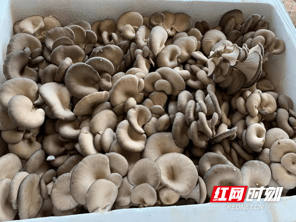 生产|双牌上梧江瑶族乡：蘑菇产业激发乡村振兴活力