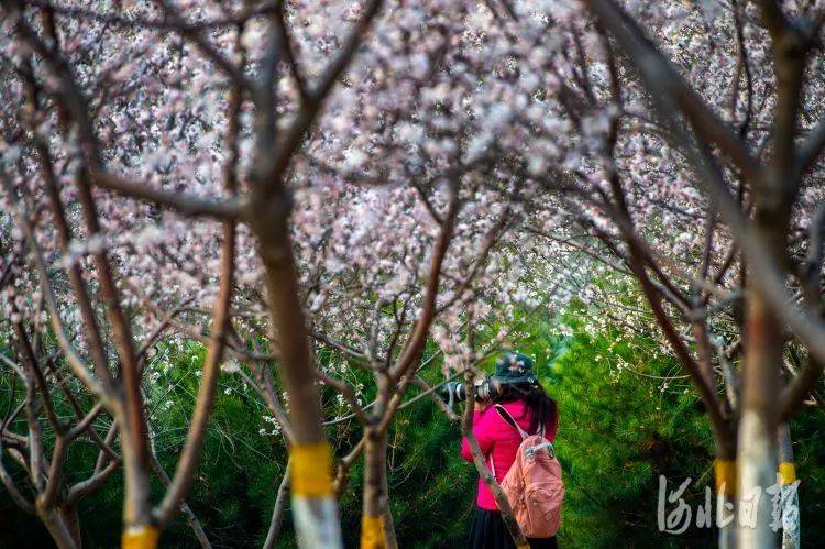 太行|【992 | 身边】官方发布！石家庄城区道路沿线赏花地图出炉！部分花期已至→