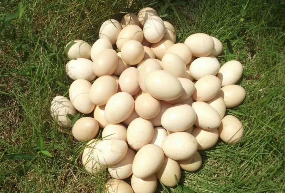 五指山蚂蚁鸡鸡蛋,香味自然纯正_海南省_蛋白_巢之