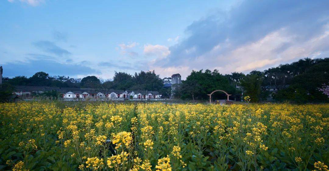 觀瀾版畫油菜花已開春光正好