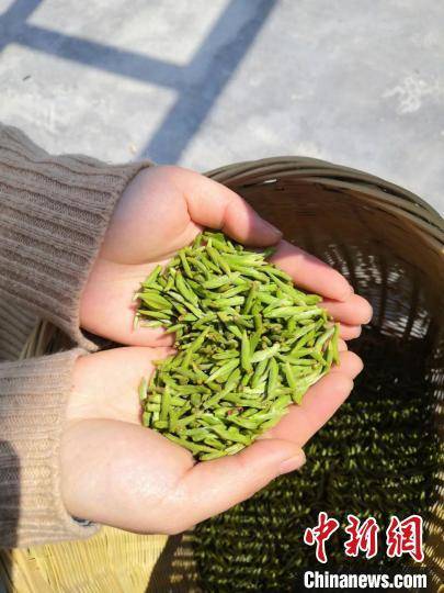 浙江丽水莲城雾峰茶上市售价每斤高达1500元