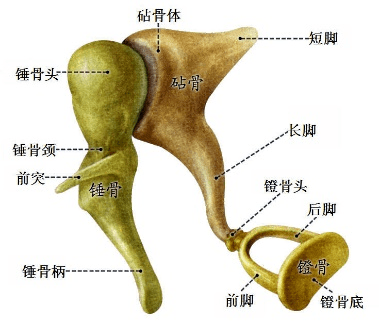 听骨链固定图片