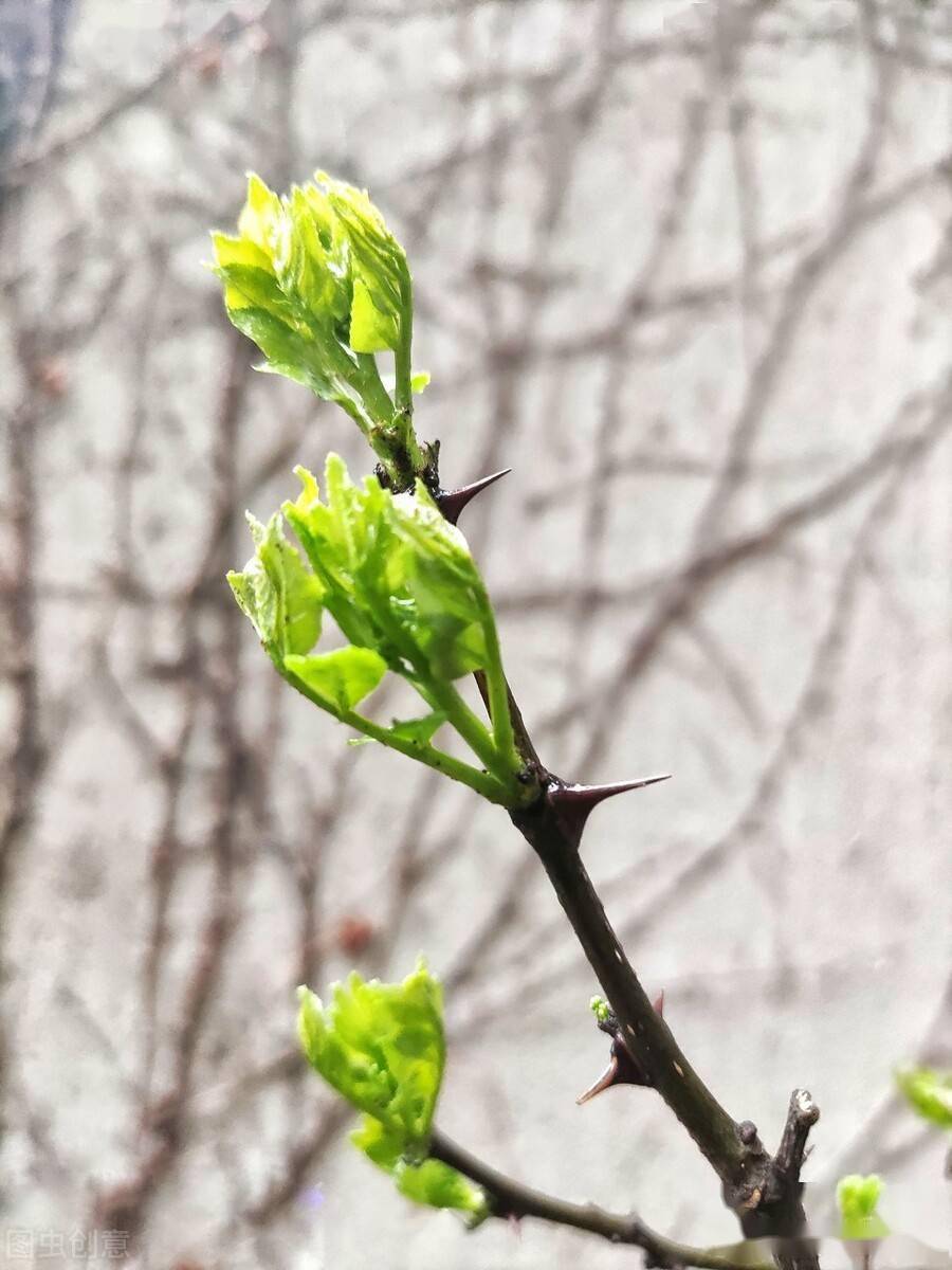 春天的树芽图片大全图片