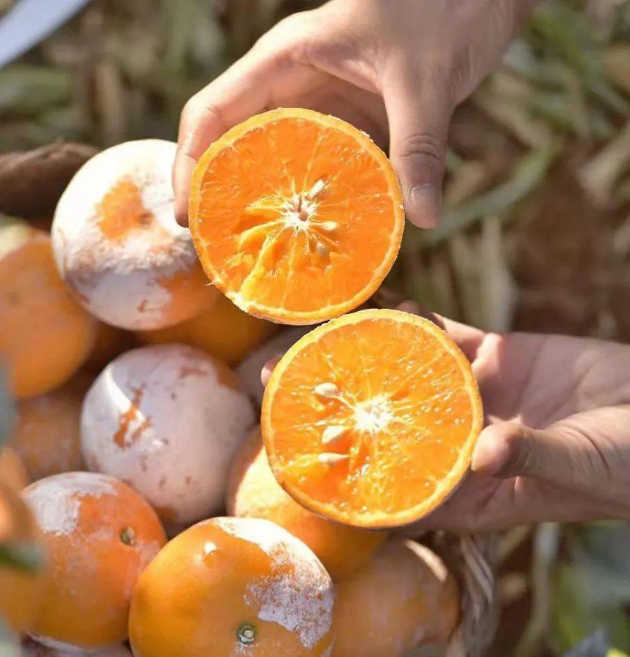 产量极少,但超级好吃的"脏脏柑"来了!
