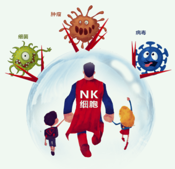 胎盘nk细胞疗法治疗多种血液癌症实体瘤潜力十足