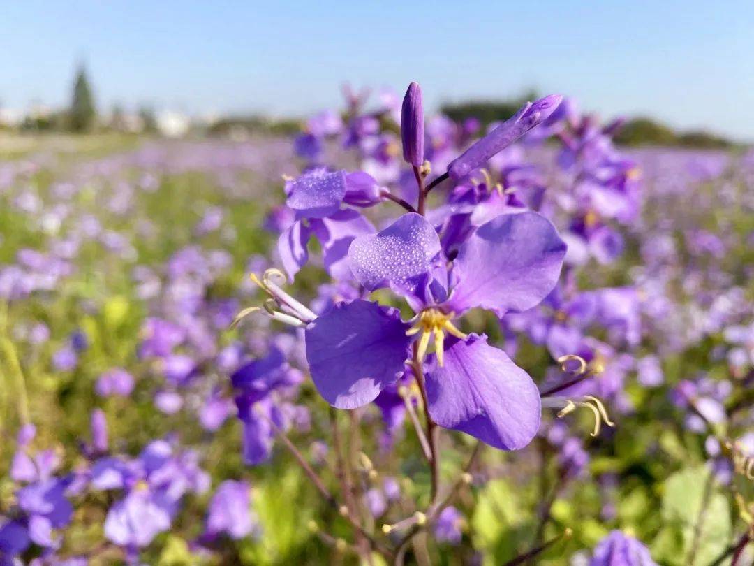 团城|这里有片“紫色花海”，都是属于郊游的浪漫