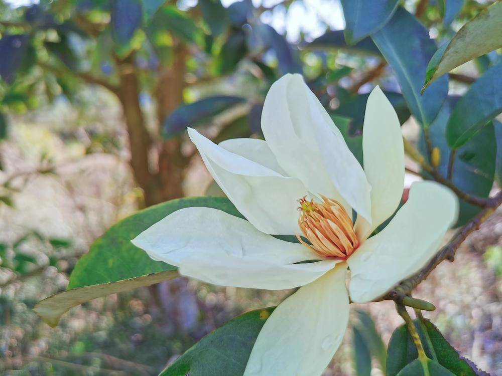 韶关乐昌九峰山桃李花始开 一周后将迎盛花期 九峰镇 桃花 旅游业