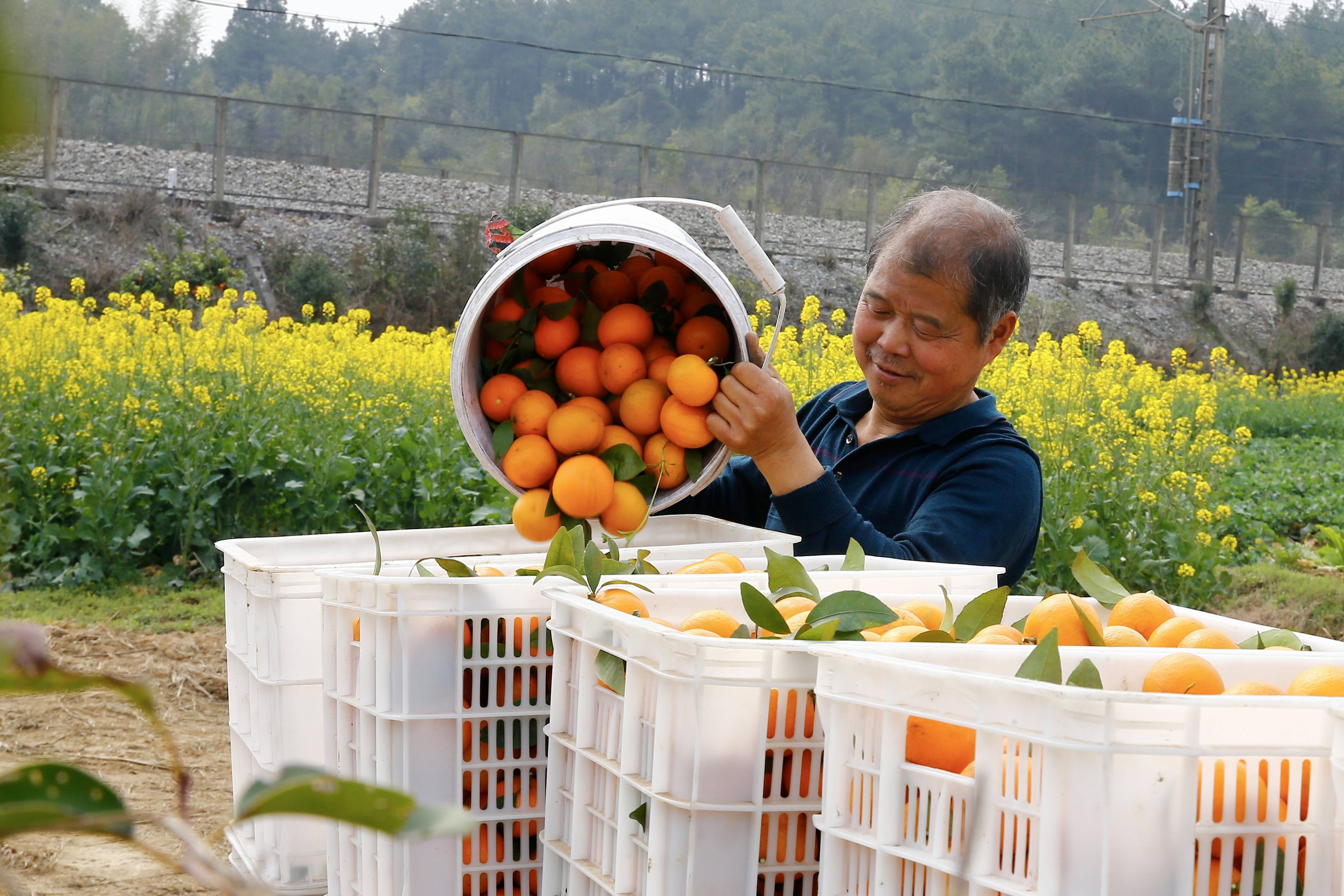 丰产不丰收愁坏众果农衡东新塘80万斤生态沃柑滞销求带走
