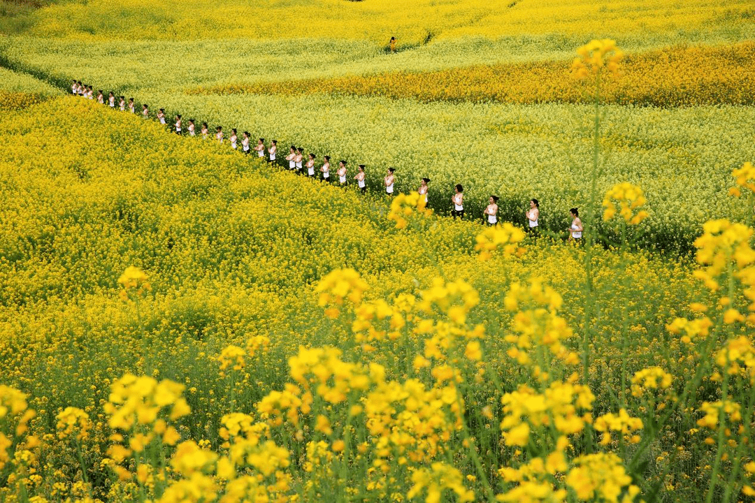 2022重庆复盛油菜花图片