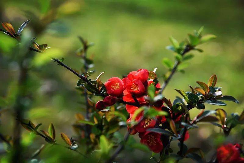 人生就是一场花事 一朵花 光阴 日子