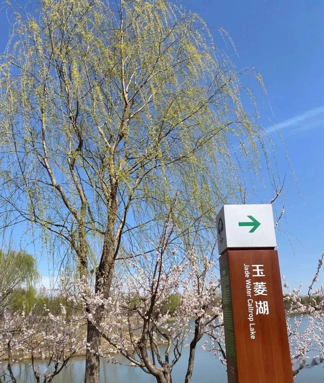 通州创森攻略来了副中心这些赏花观景的好去处快去打卡呀