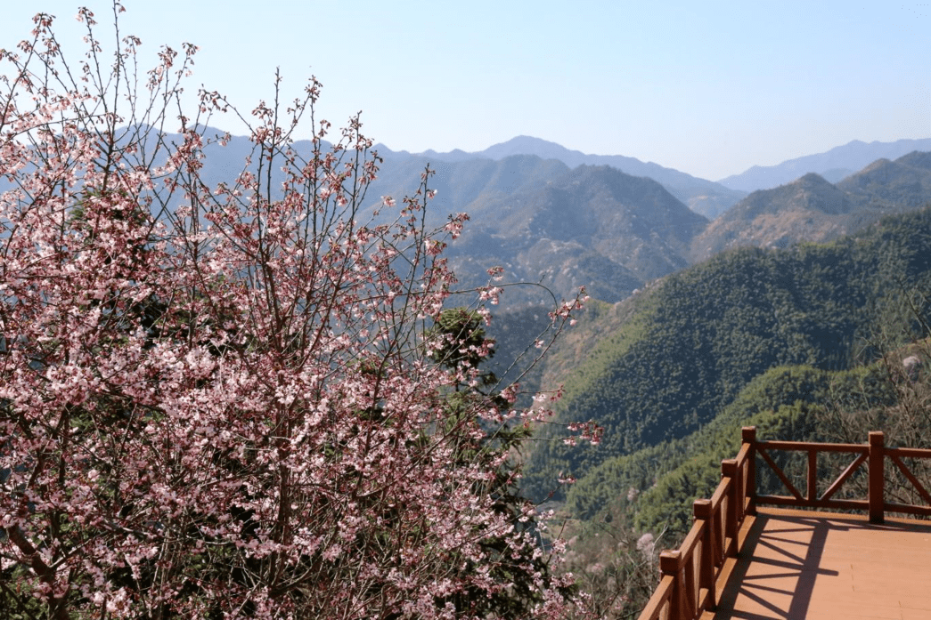 浦江这个地方的野樱花即将开放