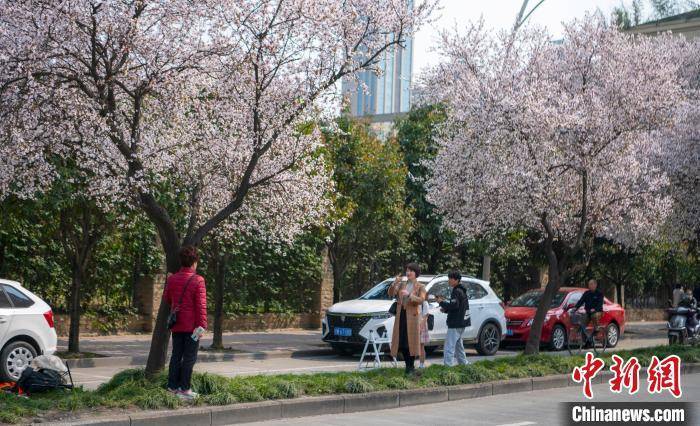 东坡区|四川眉山：街道樱花盛开民众乐享春光