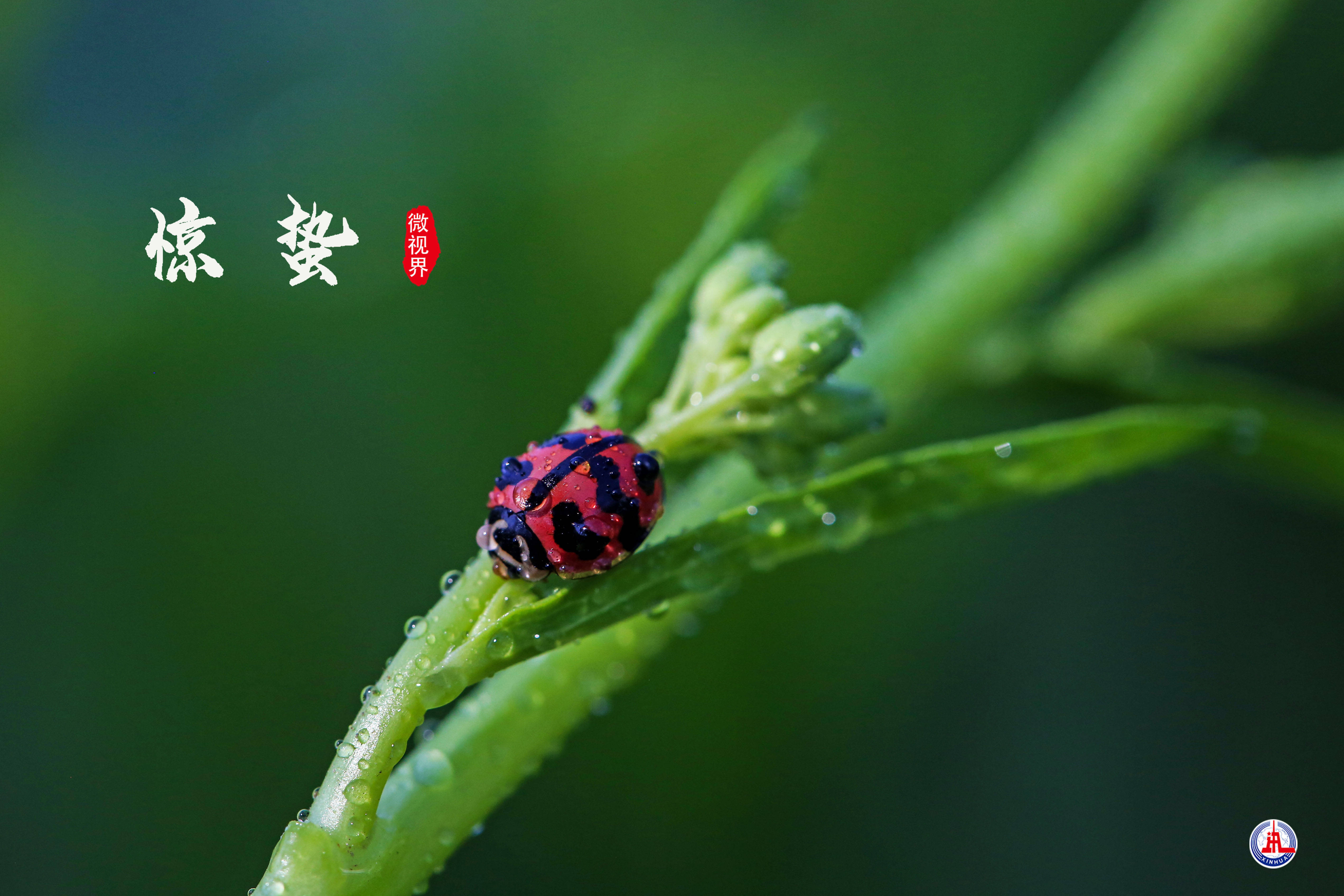 二十四节气|惊蛰:唯一以动物昆虫习性命名的节气_驱虫_民俗_害虫