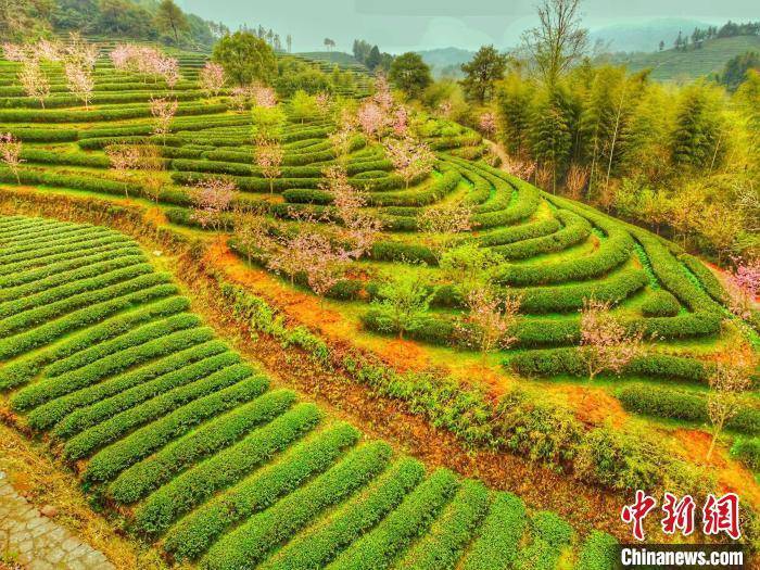 燕子|春到闽北：茶绿桃红油菜花开