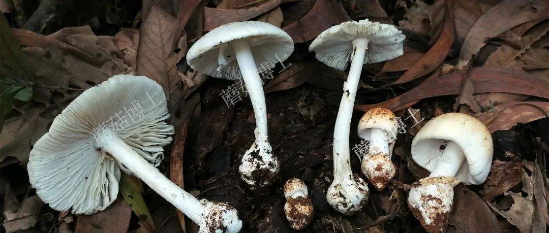 揭阳发生致命鹅膏中毒事件!请远离这种剧毒蘑菇!_广东_微生物研究所_蒴树