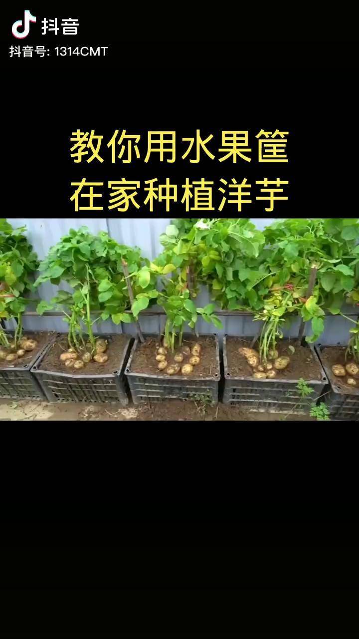 土豆种植家庭种植想吃土豆不用买教你在家就能自己种