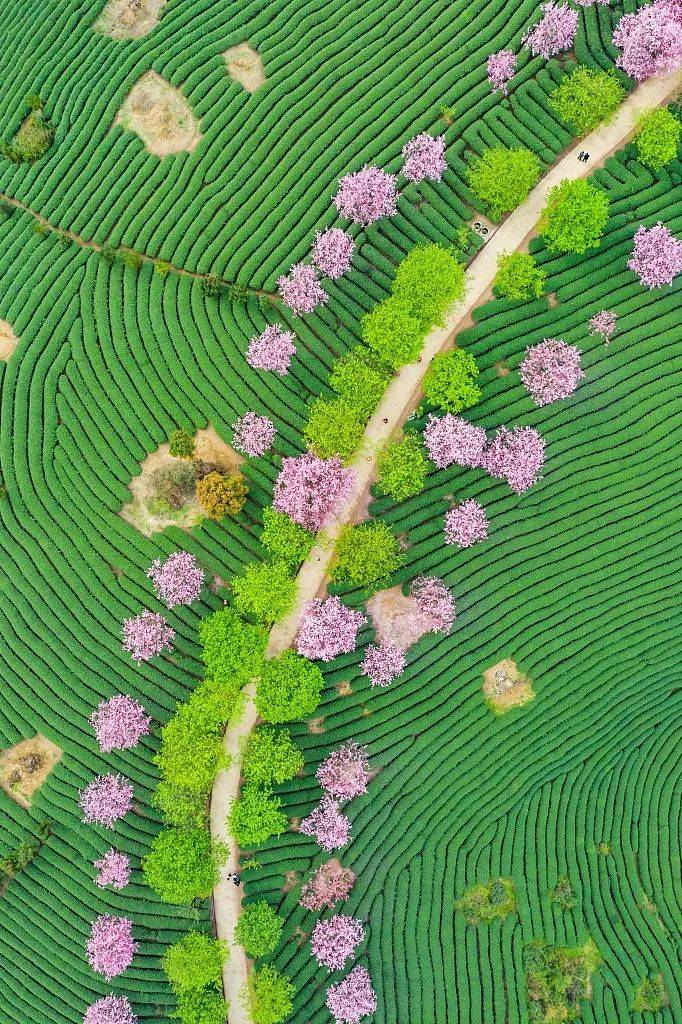 赏樱|3月，给春天“搞点颜色”看看