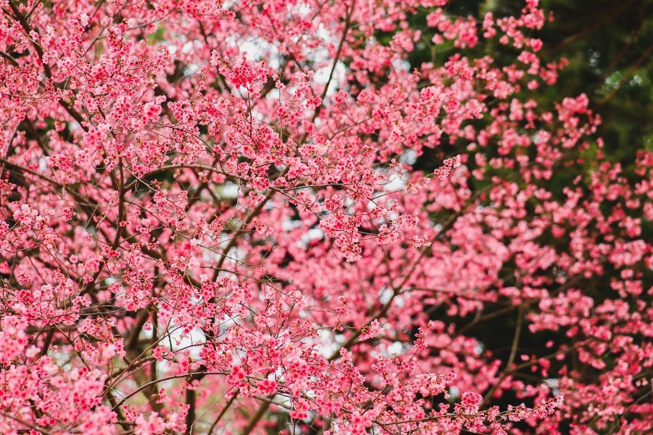 唐志强|广西南宁：樱花已灿 春来风暖