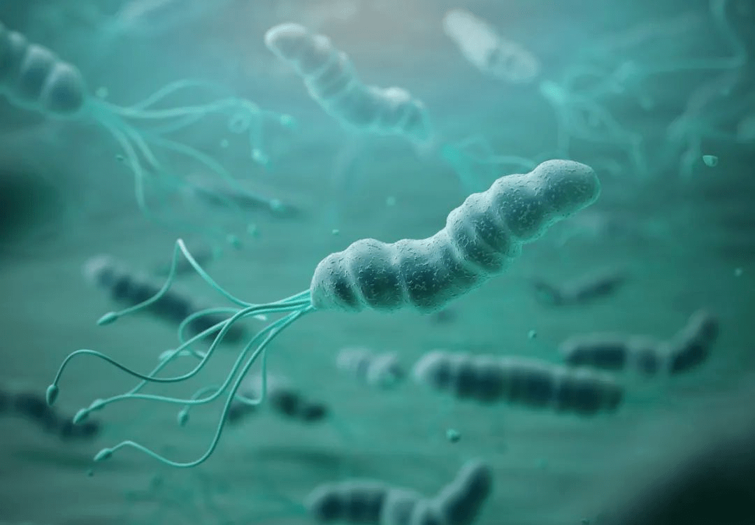 身体有3种表现 提醒你感染了幽门螺杆菌 常喝3种水 养胃杀菌 螺旋杆菌 桂花 寄生