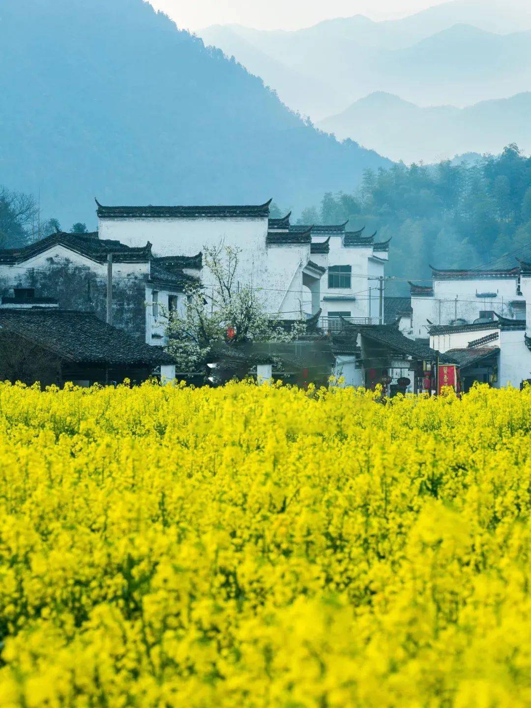 五夫古镇油菜花图片