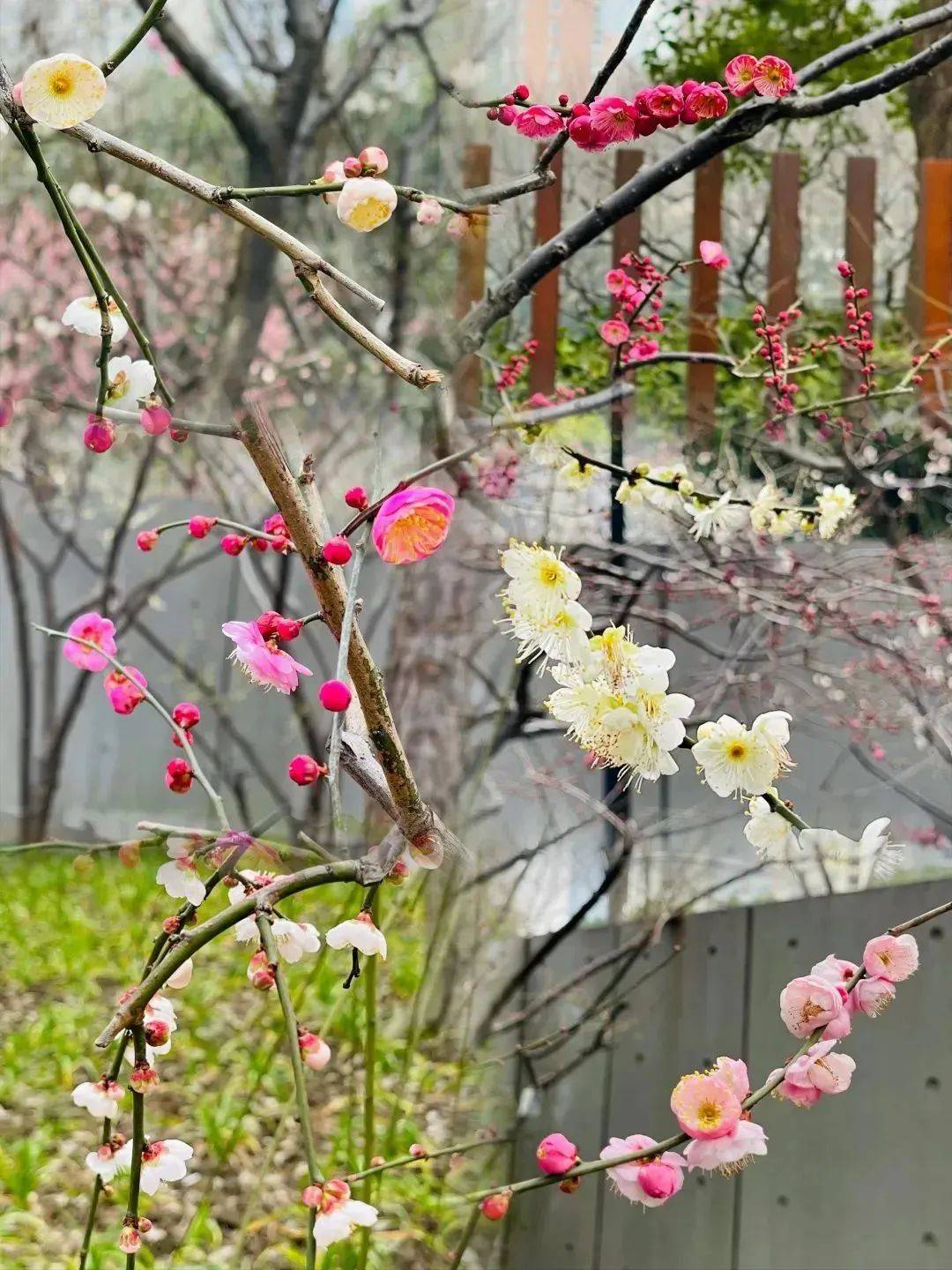 花海|春日花海说开就开，这波浪漫送给如花的你！