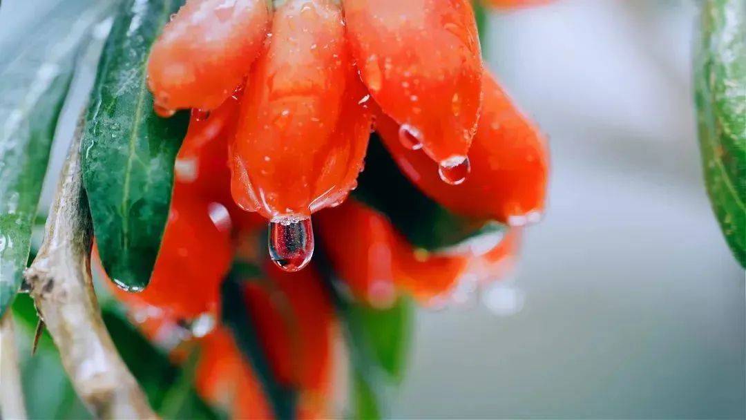 养生的00后很爱它