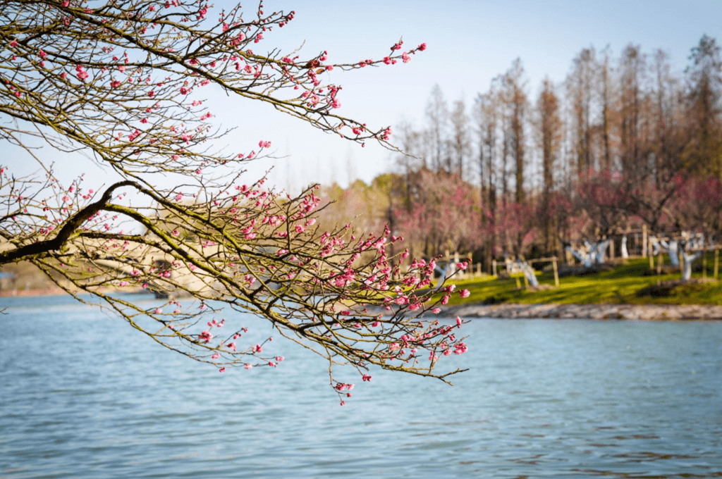 花海|春日花海说开就开，这波浪漫送给如花的你！