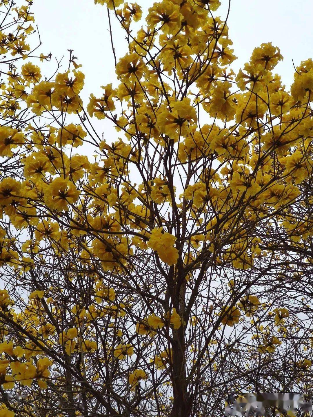 茂名风铃花如期盛开春风十里都不如文明赏花的你