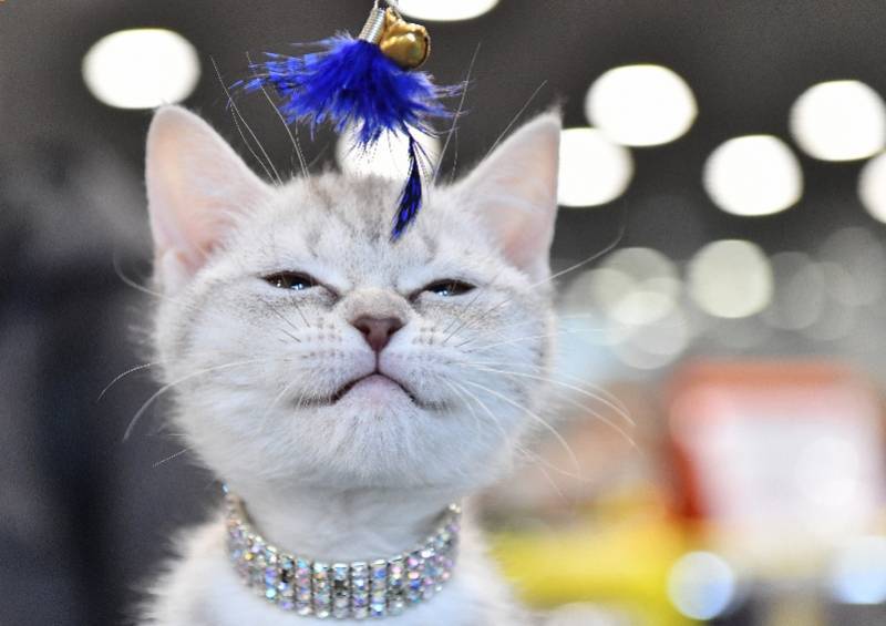 立耳猫会发病吗 db68a9d94b434f348eefe05e84613fe6.jpeg