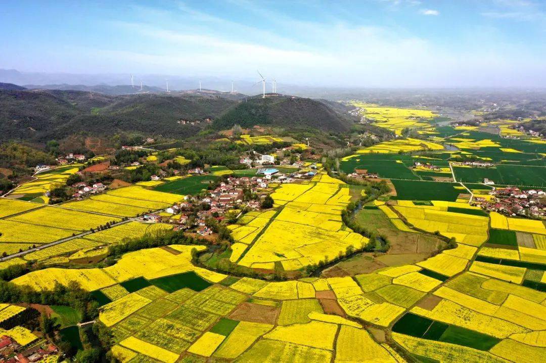 故城油菜花海地址图片