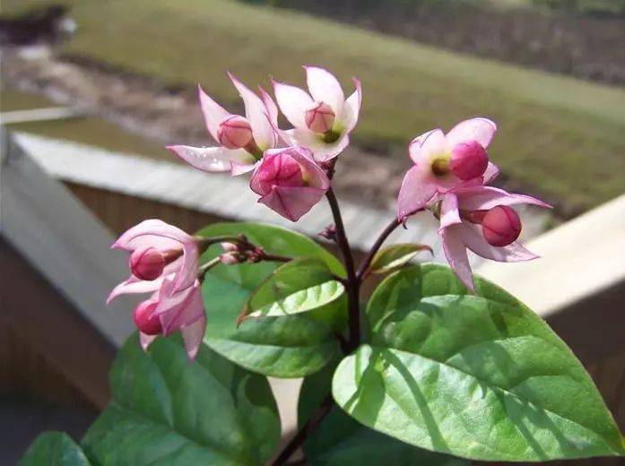 侵权_公众_栽培